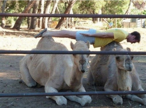 Camel Planking