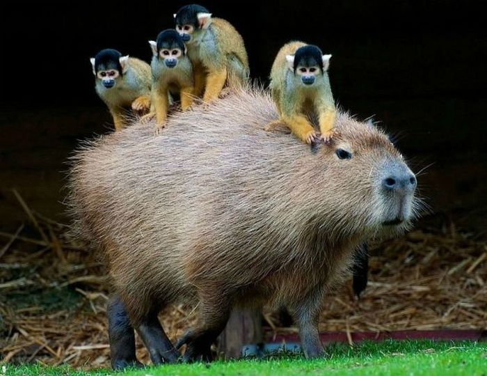 Capybara Cab