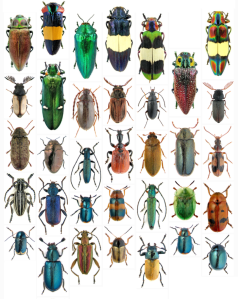 Meet The Beetles 0.1