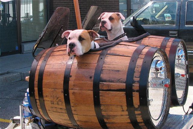 Barrel Dogs