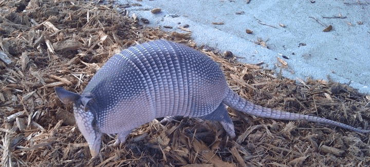 Blue Armadillo