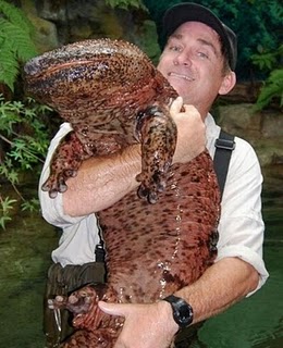 Chinese Giant Salamander