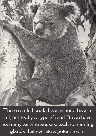 Koala Facts