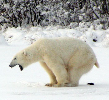 polar-bear-poop