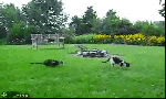 cat-tag_your-daily-gif-blog