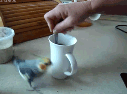 Cockatiel Stirring