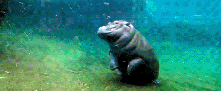hippo-flippo