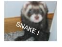 lol-ferret-snake