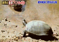 Lucky Turtle