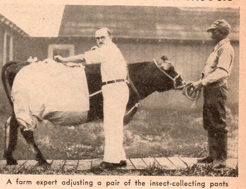 Cow Pants 1937