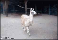 Llama be hatin