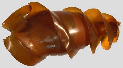 Shark Egg heterodontus-francisci