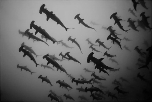Hammerheads