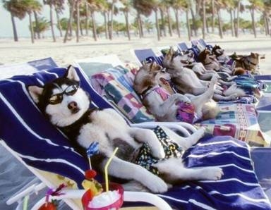 Sled Dogs in the Off Season