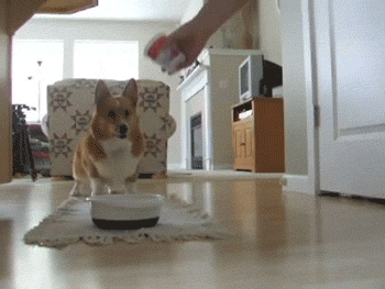 corgi bounci