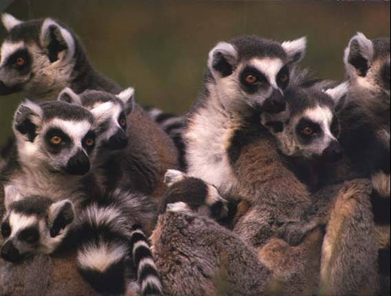 Disapproving Lemurs