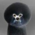 Fro Dog Fro black 2