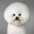 Fro Dog Fro white