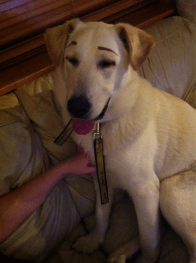 Retriever Eyebrows