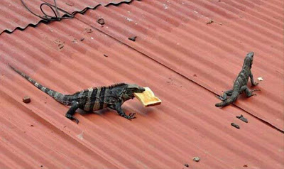 Lizard Toast