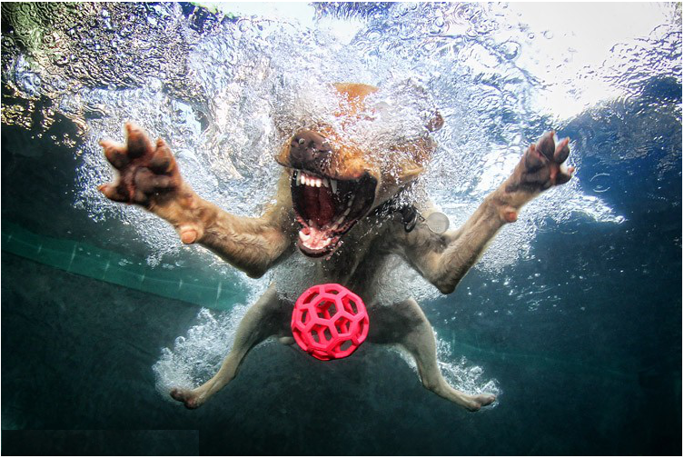 Dogs Under Water