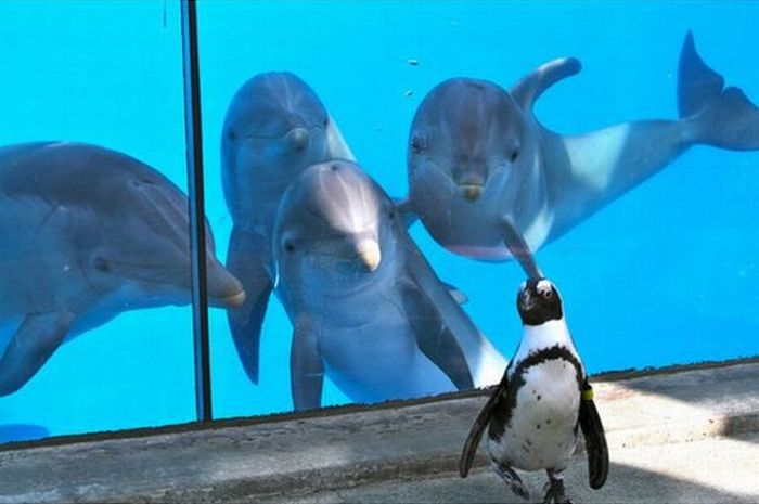 Penguin Zoo