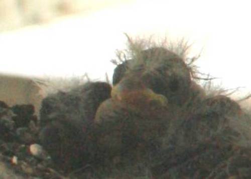 Hatchlings 2012 April a.2