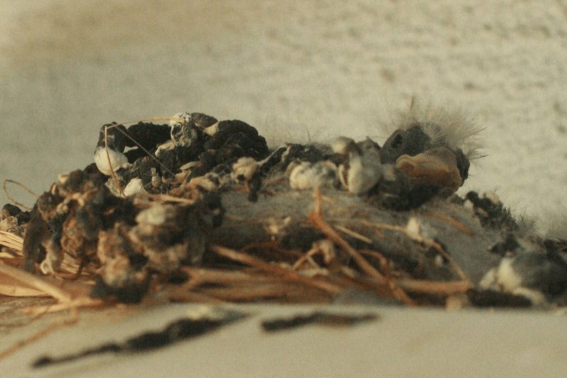 Hatchlings 2012 April b.1