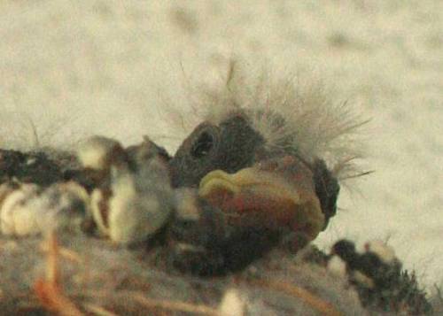 Hatchlings 2012 April b.2