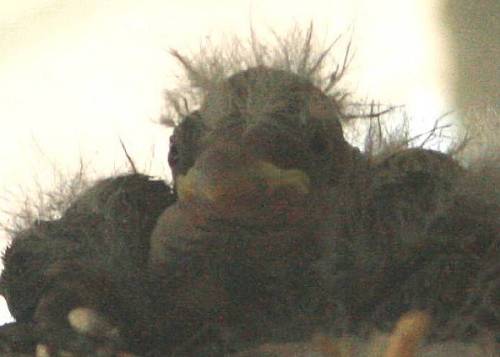 Hatchlings 2012 April c.2