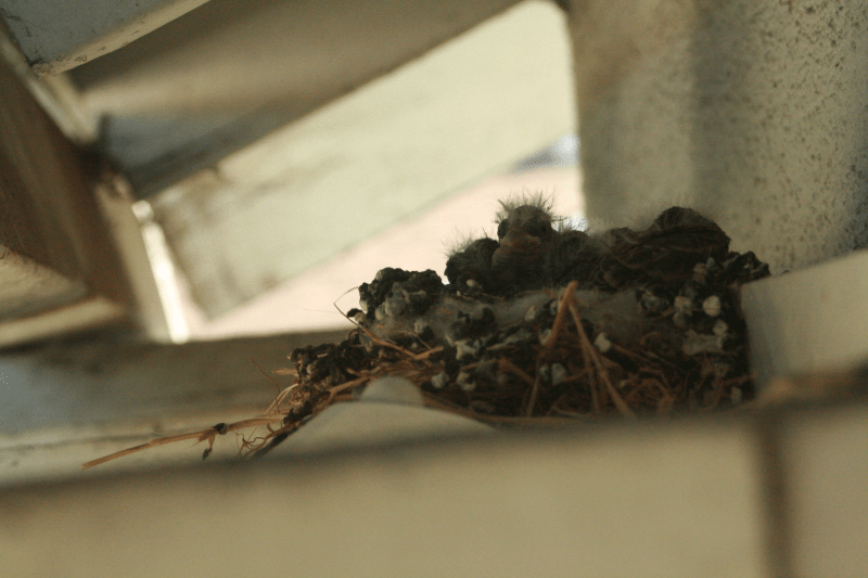 Hatchlings 2012 April c