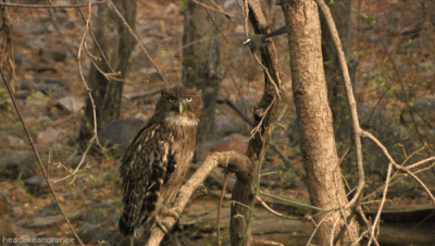 Owl & Woodpecker