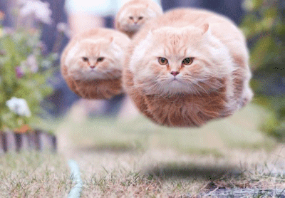 HoverCats