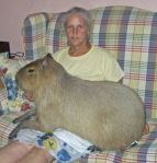 capybara lap warmer