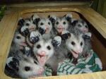 possums