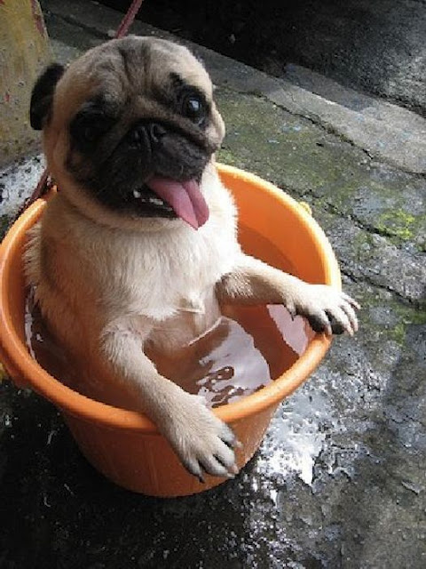 Pug In A Bucket