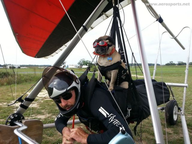 PUBLISHED by catsmob.com