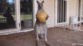 kangaroo-attitude