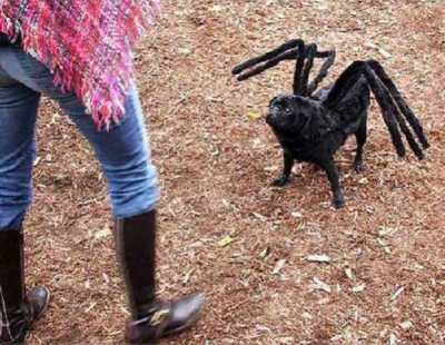 SpiderPug SpiderPug DoesWhateveraASpiderPugDoes