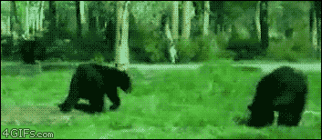 Bear Fight