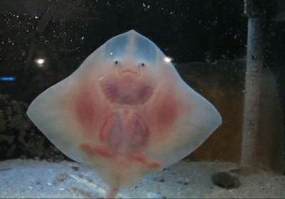 Casper The Friendly Ray
