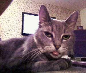 Smokey Bites Her Tongue At You