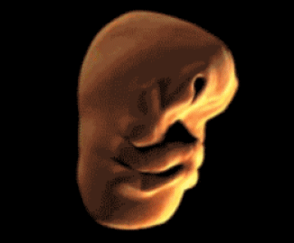 fetus-face-morph