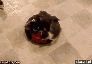 Roomba Kitten Dispurser