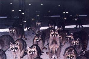 Raccoon Horde