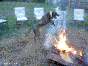 Fire Dog