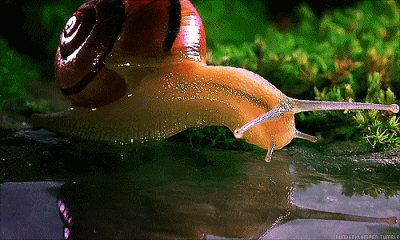 Snail Slurp