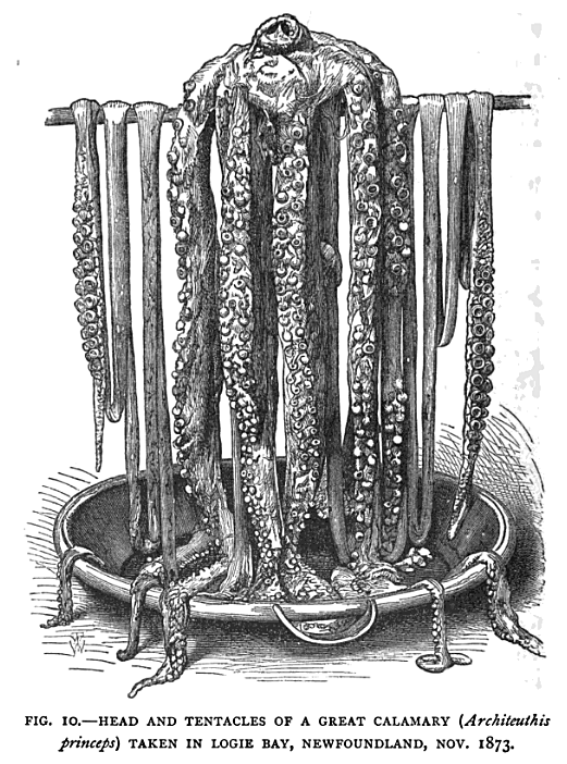 Great Calamary 1873