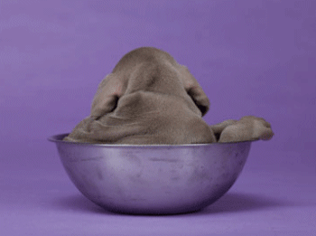 Wegman Dog Bowl
