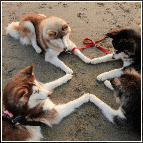 All In Favor Say RUFF